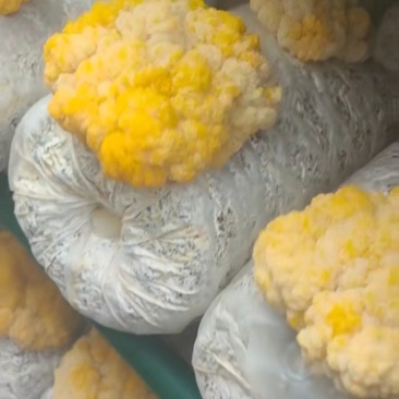 食用菌(金耳)