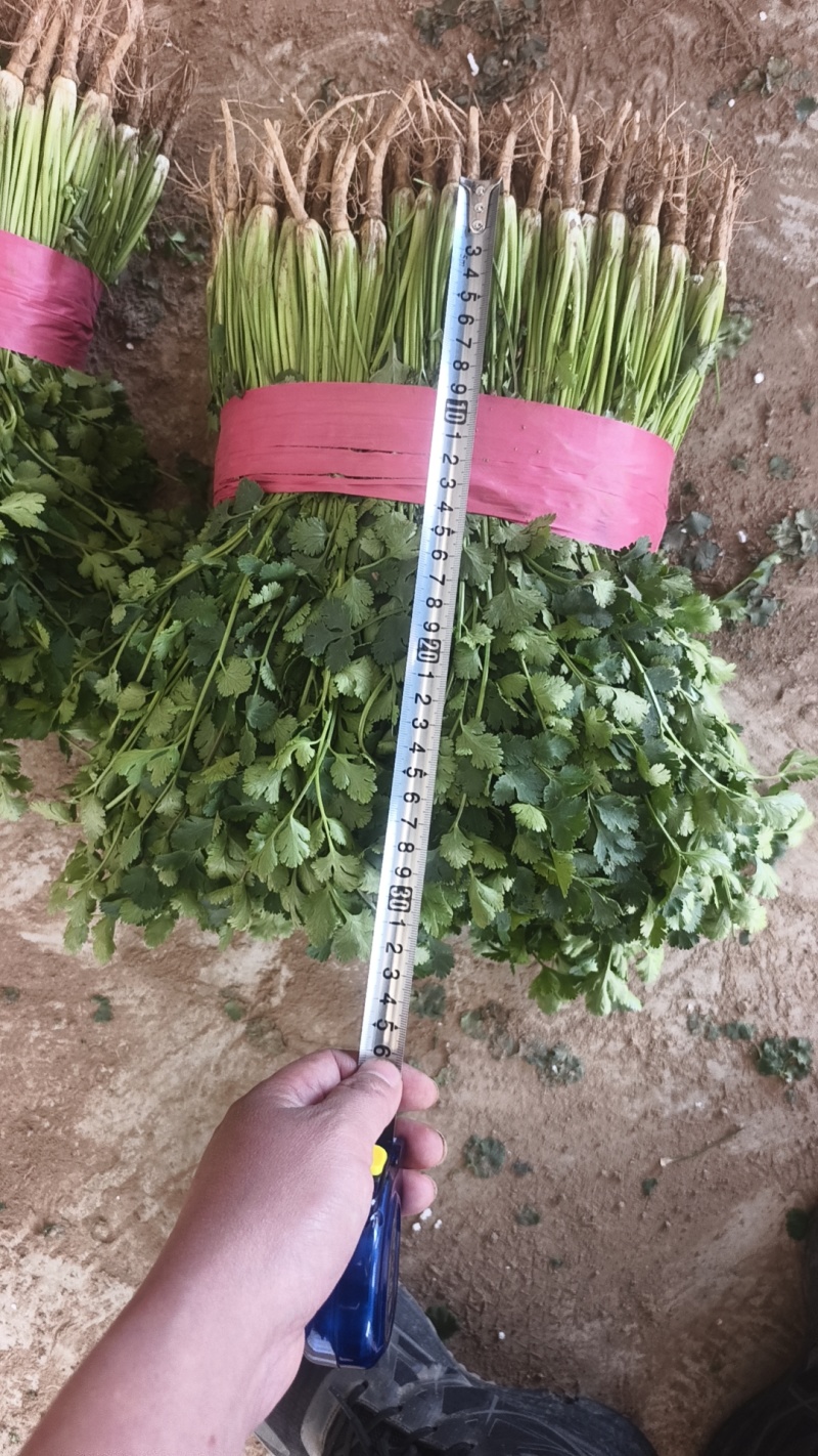 铁杆青小叶香菜，供应各大商超及各大电商平台