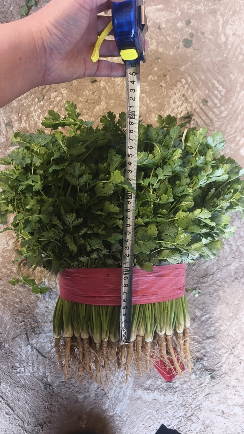 铁杆青小叶香菜，供应各大商超及各大电商平台
