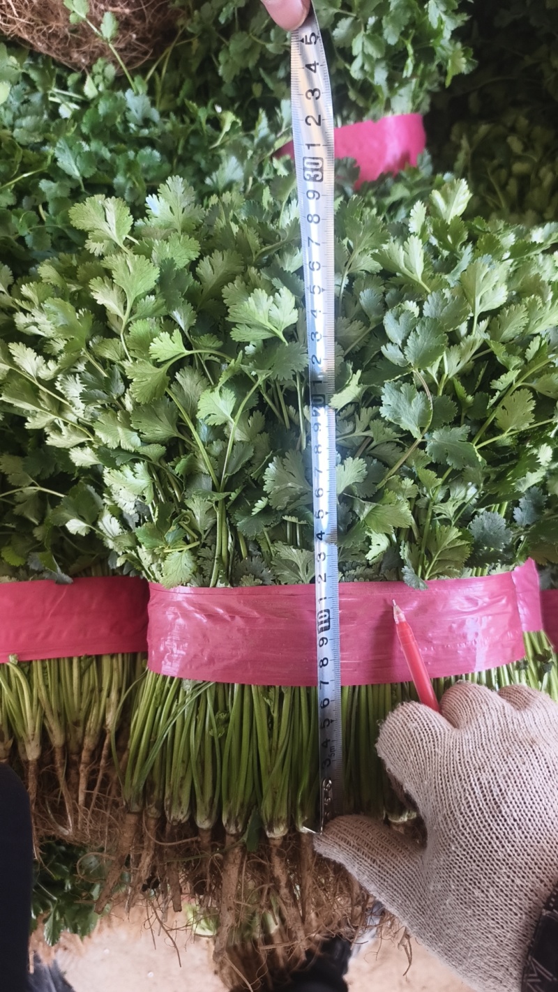 铁杆青小叶香菜，供应各大商超及各大电商平台