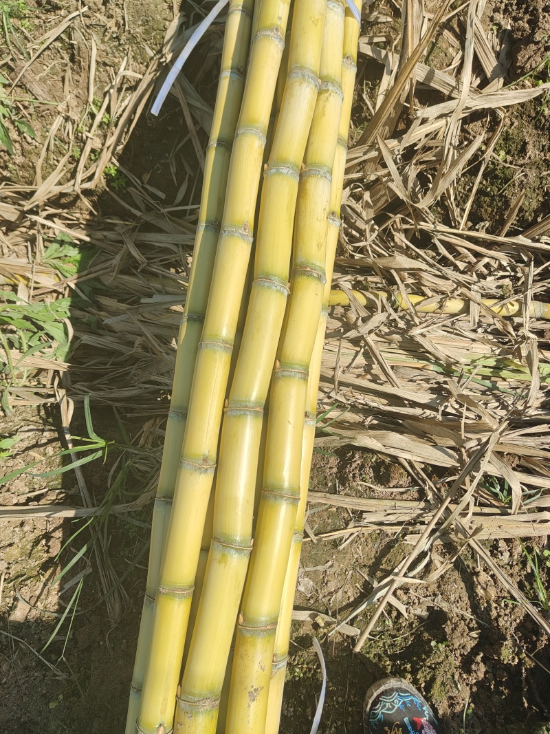 云南黄金甘蔗，以质量求生存，以诚信赢发展需要的老板联系