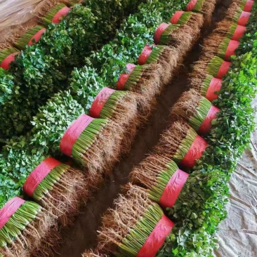 山东聊城精品香菜铁杆青香菜精挑细选商超市场电商大量供应