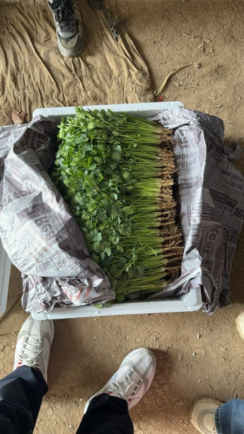 山东聊城精品香菜铁杆青香菜精挑细选商超市场电商大量供应