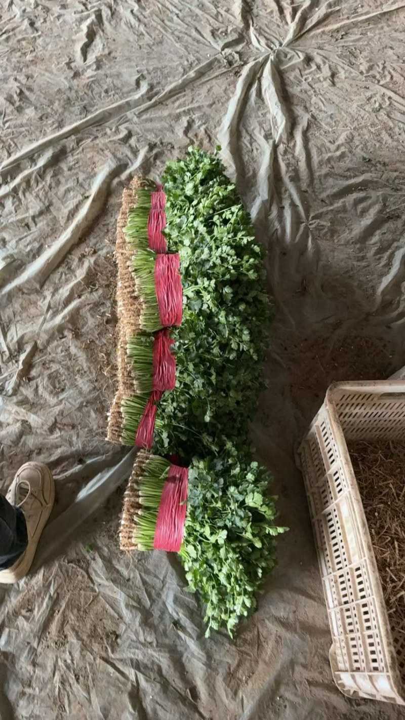 山东聊城精品香菜铁杆青香菜精挑细选商超市场电商大量供应
