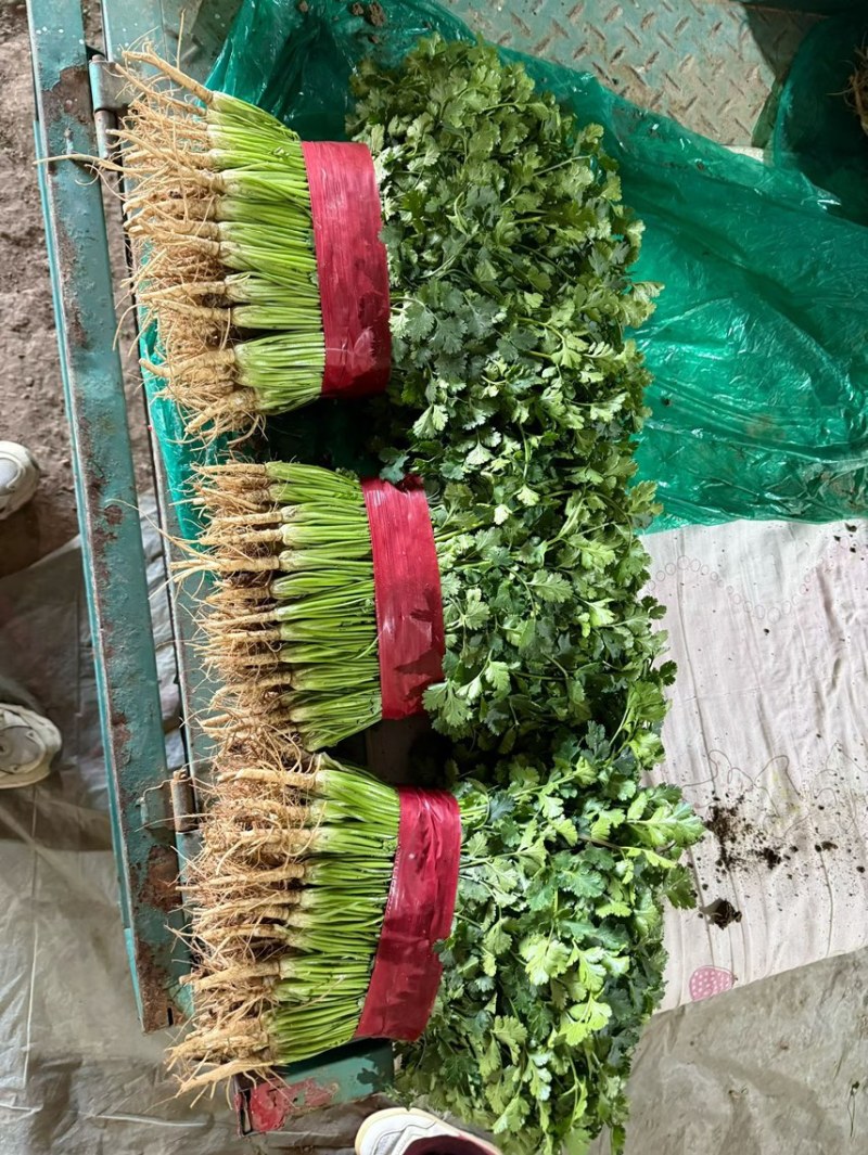 山东聊城精品香菜铁杆青香菜精挑细选商超市场电商大量供应