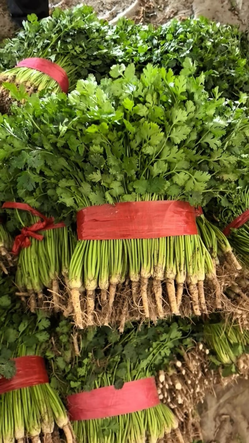 山东聊城精品香菜铁杆青香菜精挑细选商超市场电商大量供应