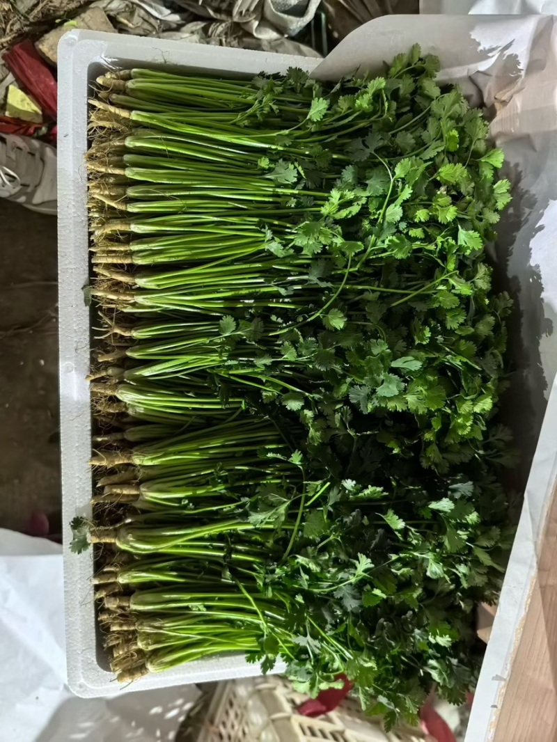 山东聊城精品香菜铁杆青香菜精挑细选商超市场电商大量供应
