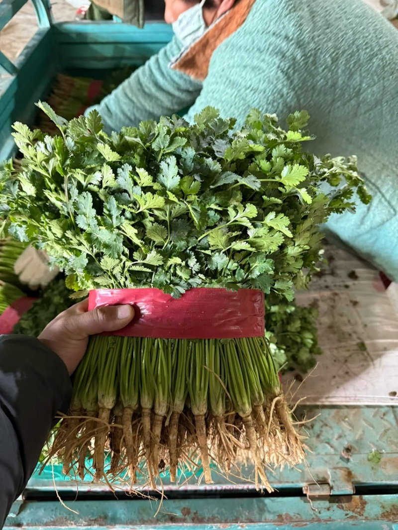 山东聊城精品香菜铁杆青香菜精挑细选商超市场电商大量供应
