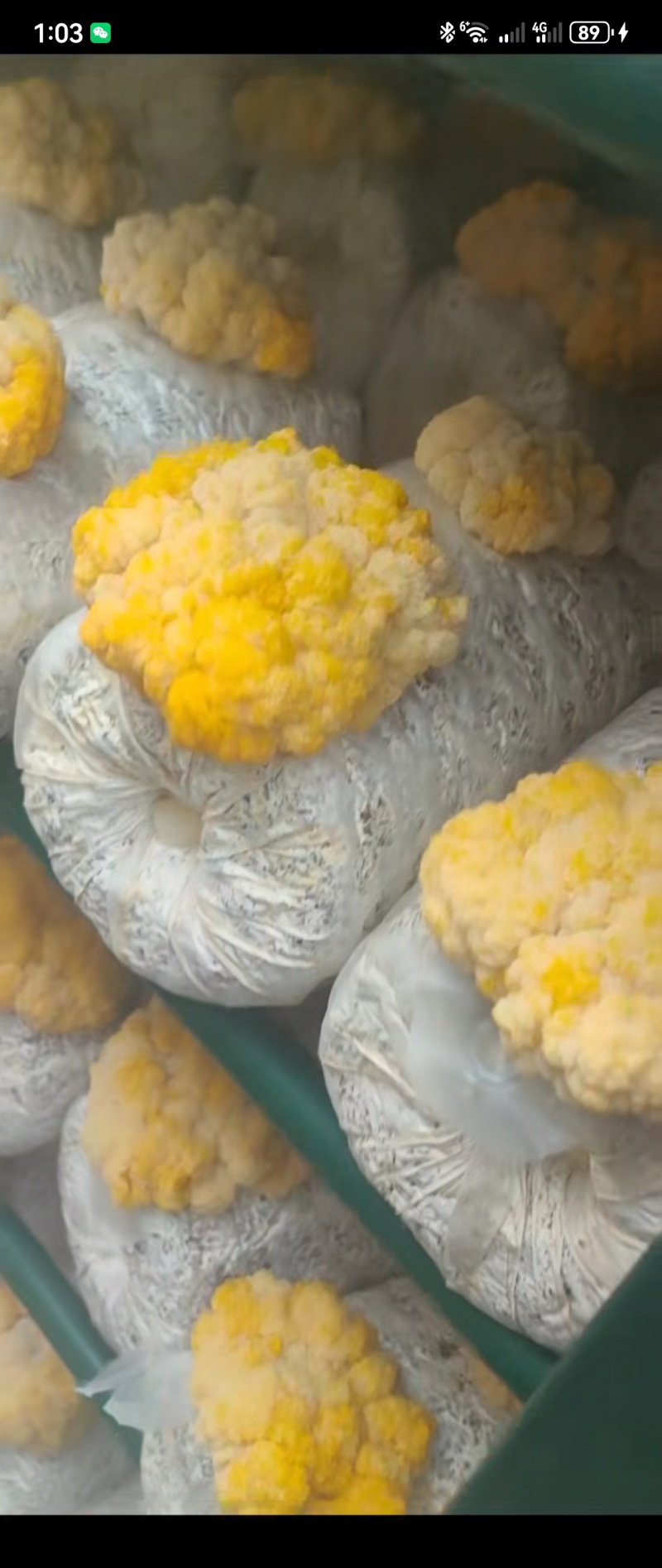 天津智慧方舱种植菌类