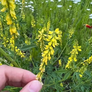 草木樨种子黄花草木犀籽绿肥牧草坪蜜源植物耐热寒营养高