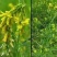 草木樨种子黄花草木犀籽绿肥牧草坪蜜源植物耐热寒营养高