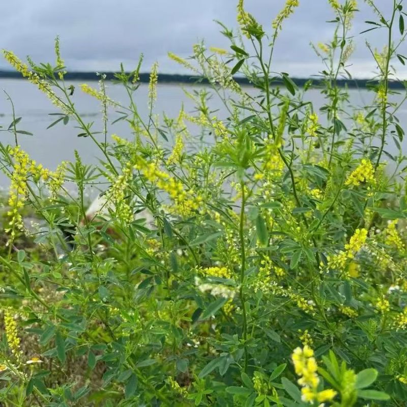 草木樨种子黄花草木犀籽绿肥牧草坪蜜源植物耐热寒营养高