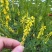 草木樨种子黄花草木犀籽绿肥牧草坪蜜源植物耐热寒营养高
