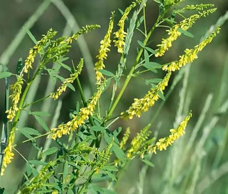 草木樨种子黄花草木犀籽绿肥牧草坪蜜源植物耐热寒营养高