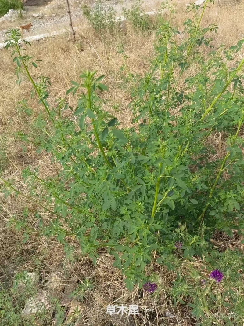 草木樨种子黄花草木犀籽绿肥牧草坪蜜源植物耐热寒营养高