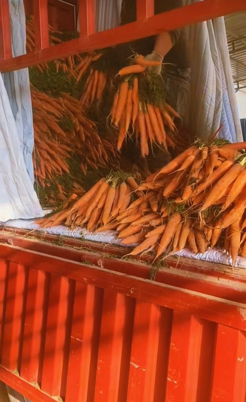 精品胡萝卜带叶红萝卜半苗电商货规格齐全量大从优