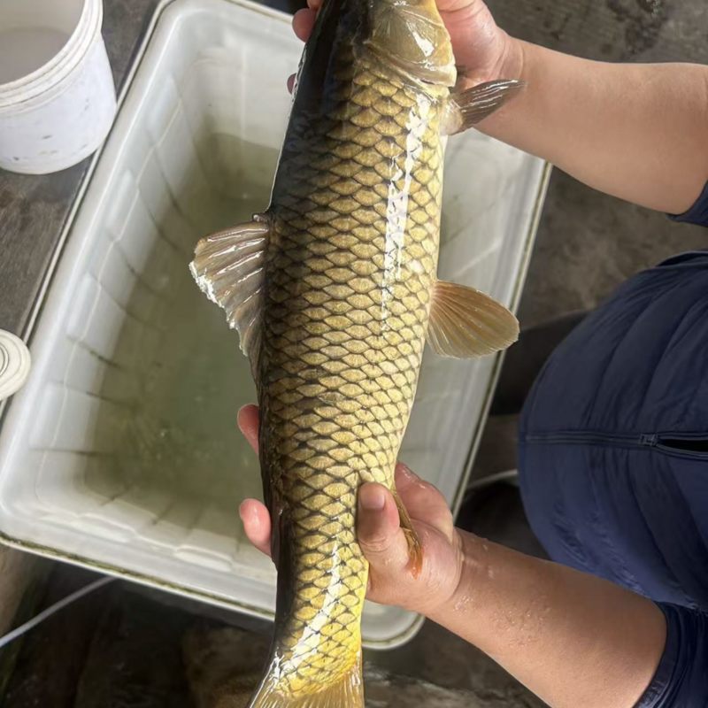 黄金大鲤鱼