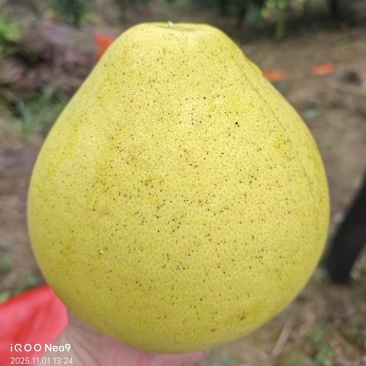 安江冰糖柚