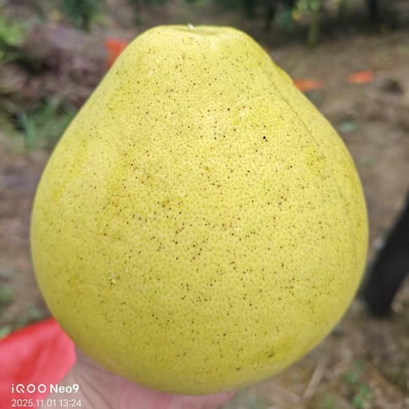安江冰糖柚