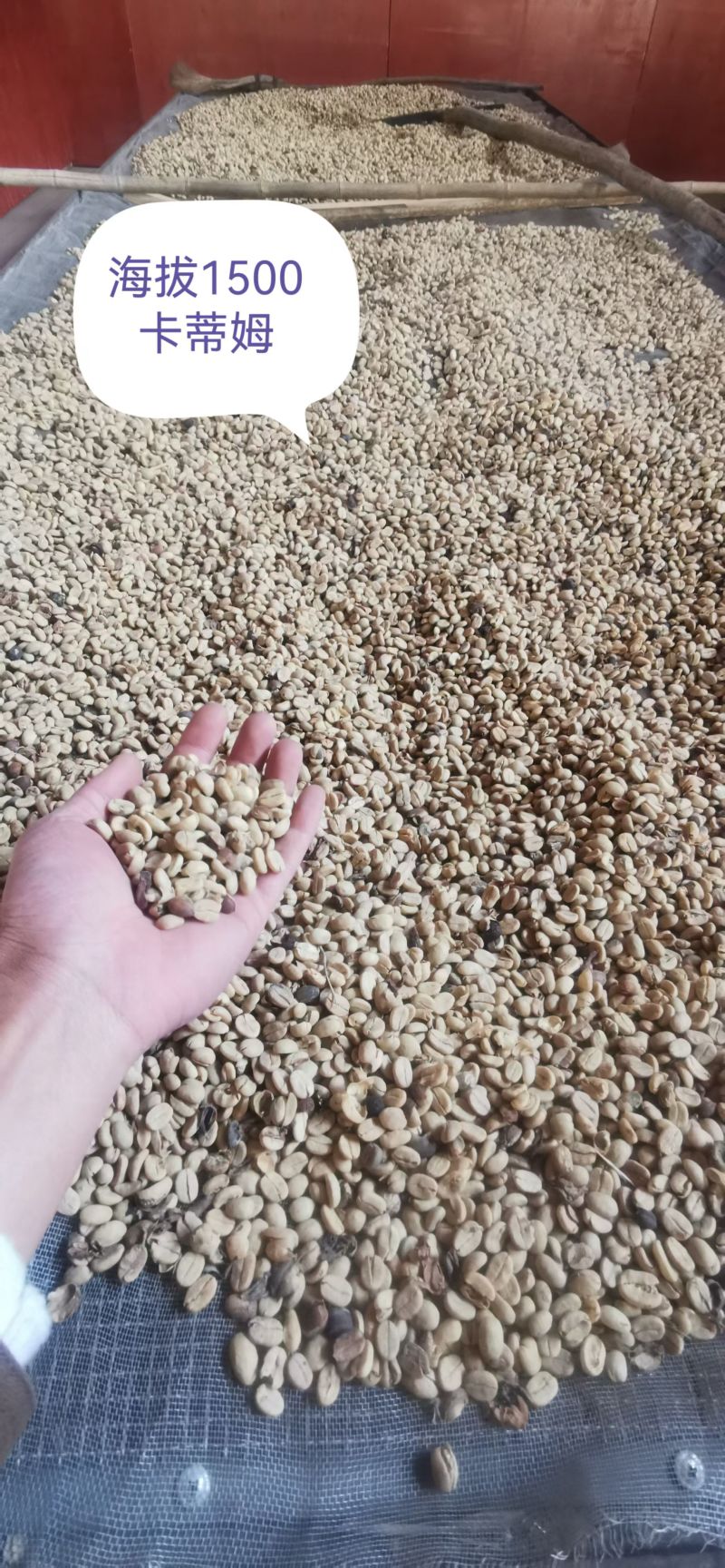 全红高海拔精品咖啡蜜处理，水洗日晒果，好货不多