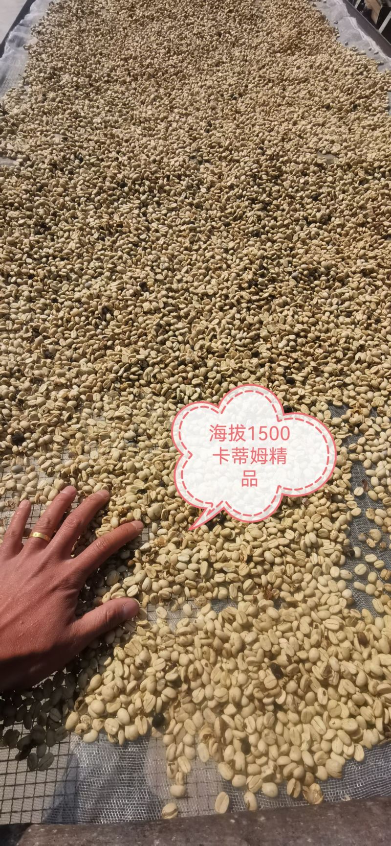 全红高海拔精品咖啡蜜处理，水洗日晒果，好货不多
