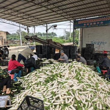 广西北海“冬瓜白”22号萝卜大量上市，