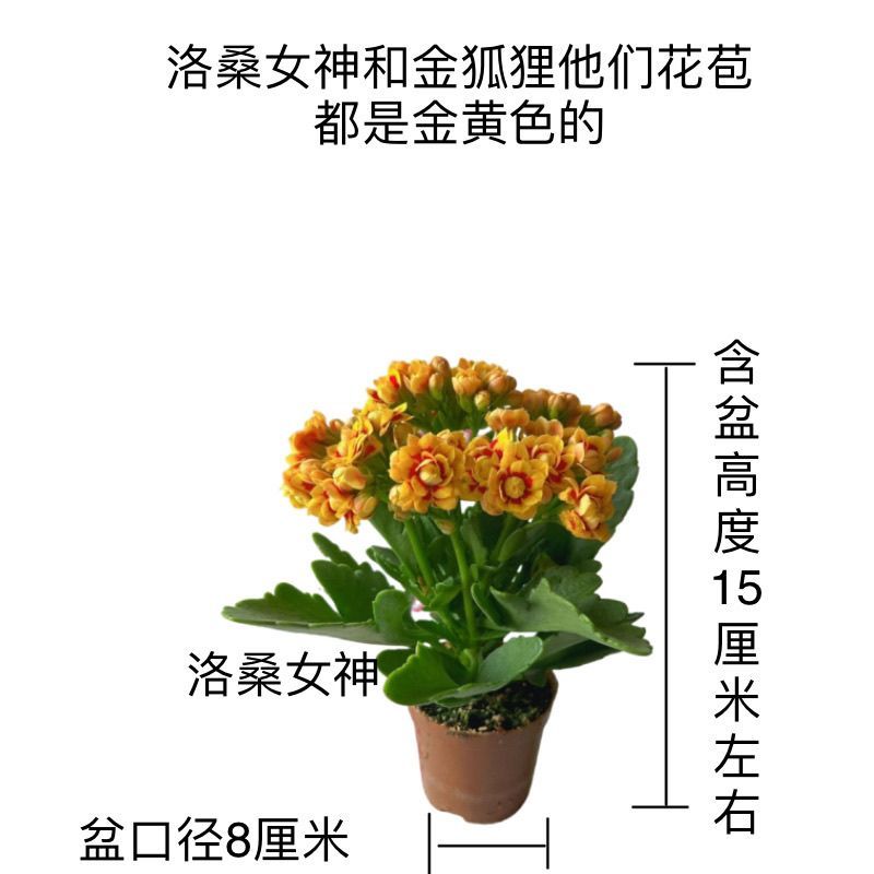 稀有长寿金狐狸盆栽大花重瓣四季开花新品花苞室内外花卉直销