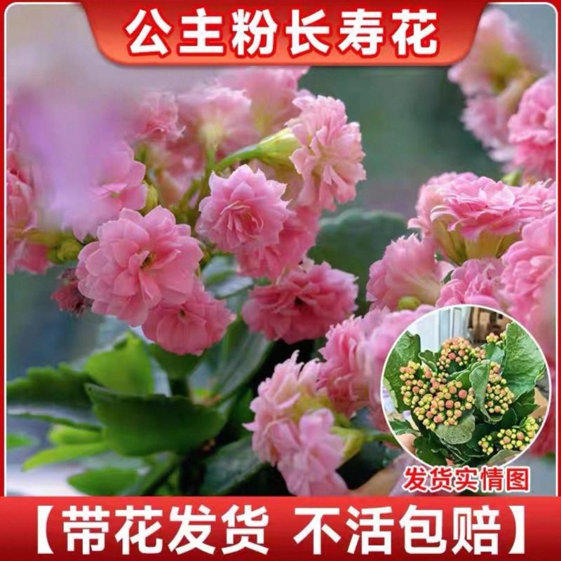 稀有长寿金狐狸盆栽大花重瓣四季开花新品花苞室内外花卉直销