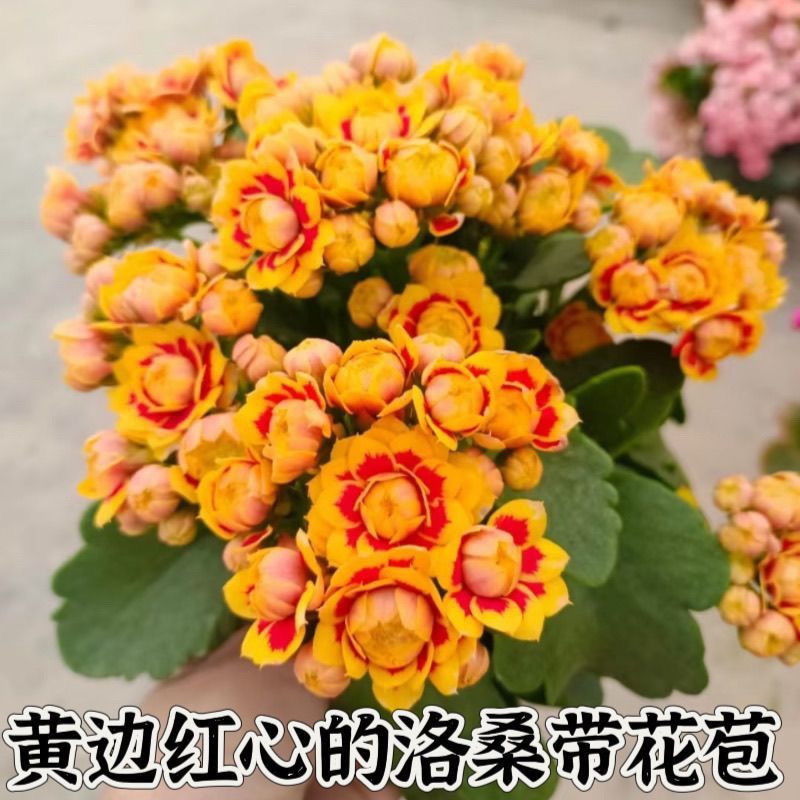稀有长寿金狐狸盆栽大花重瓣四季开花新品花苞室内外花卉直销