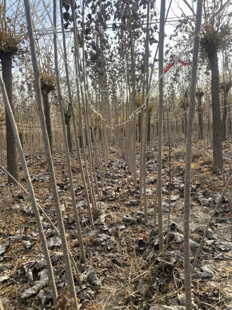 杨树苗大量低价处理