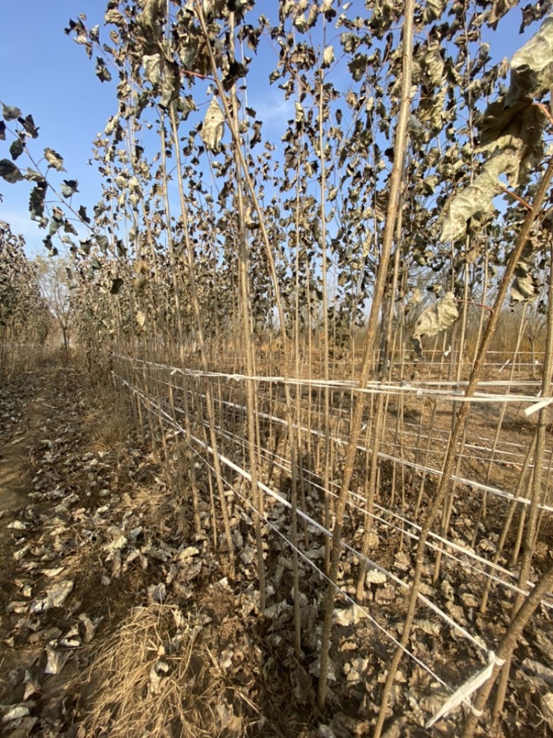 杨树苗大量低价处理