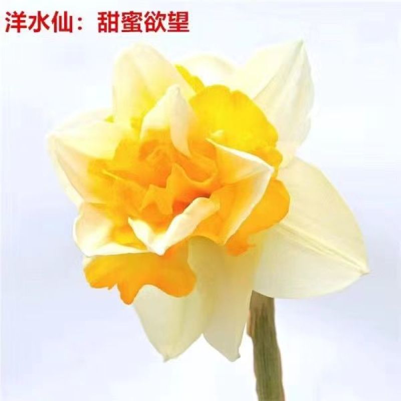【冬季水培】水仙花水培四季开花盆栽耐寒植物室内易养活花卉绿植