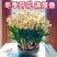 【冬季水培】水仙花水培四季开花盆栽耐寒植物室内易养活花卉绿植