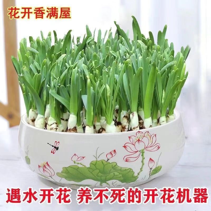 【冬季水培】水仙花水培四季开花盆栽耐寒植物室内易养活花卉绿植