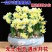 【冬季水培】水仙花水培四季开花盆栽耐寒植物室内易养活花卉绿植
