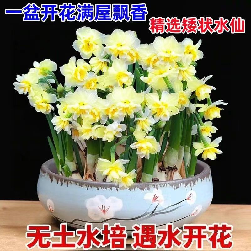 【冬季水培】水仙花水培四季开花盆栽耐寒植物室内易养活花卉绿植