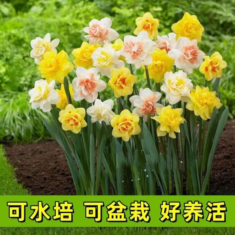 【冬季水培】水仙花水培四季开花盆栽耐寒植物室内易养活花卉绿植