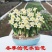 【冬季水培】水仙花水培四季开花盆栽耐寒植物室内易养活花卉绿植