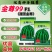 金尊99西瓜品种甜王，大果红瓤种子