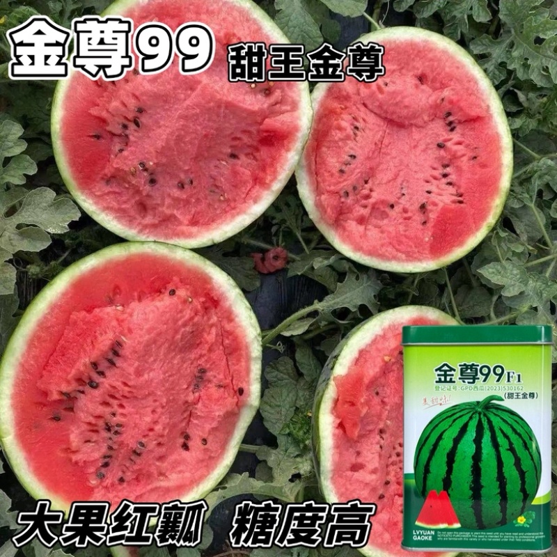 金尊99西瓜品种甜王，大果红瓤种子