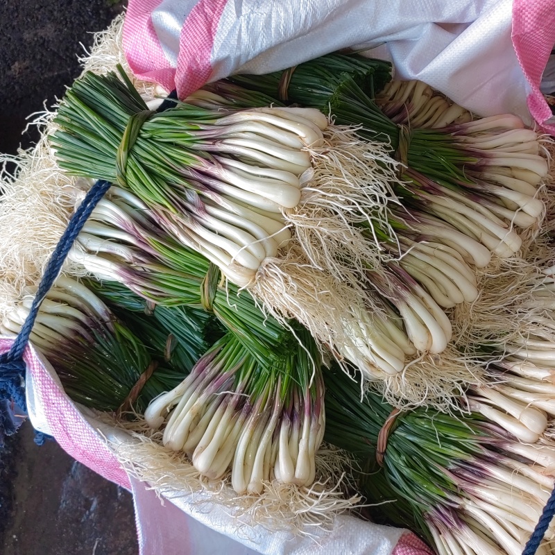 藠头/带叶子藠头/产区直发/大量现货/可发车