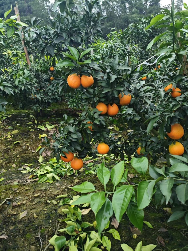 果冻橙四川爱媛果冻橙果冻一样的橙子