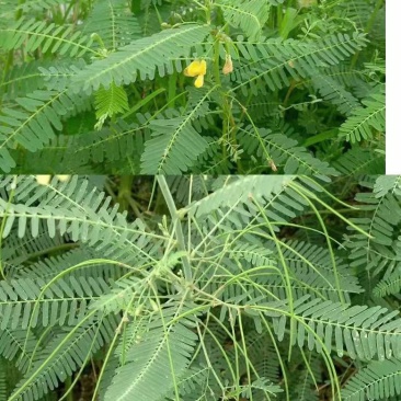 牧草绿肥种籽孑田箐种子果园土壤改善碱菁涝豆耐涝耐旱耐盐碱