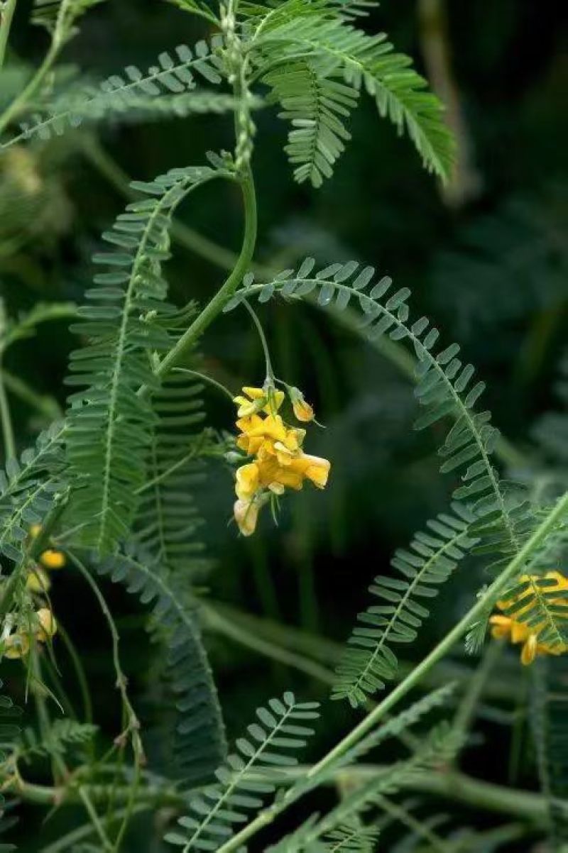 牧草绿肥种籽孑田箐种子果园土壤改善碱菁涝豆耐涝耐旱耐盐碱