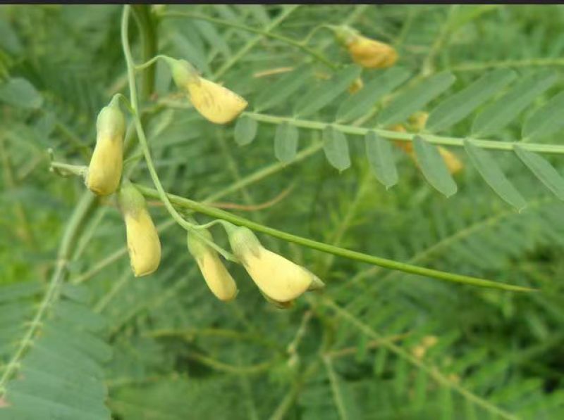 牧草绿肥种籽孑田箐种子果园土壤改善碱菁涝豆耐涝耐旱耐盐碱