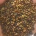 牧草绿肥种籽孑田箐种子果园土壤改善碱菁涝豆耐涝耐旱耐盐碱