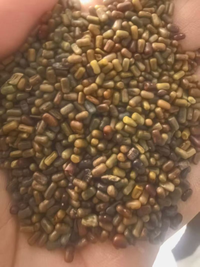 牧草绿肥种籽孑田箐种子果园土壤改善碱菁涝豆耐涝耐旱耐盐碱