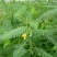 牧草绿肥种籽孑田箐种子果园土壤改善碱菁涝豆耐涝耐旱耐盐碱