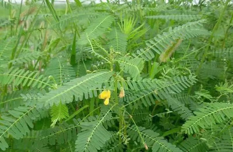 牧草绿肥种籽孑田箐种子果园土壤改善碱菁涝豆耐涝耐旱耐盐碱