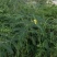 牧草绿肥种籽孑田箐种子果园土壤改善碱菁涝豆耐涝耐旱耐盐碱